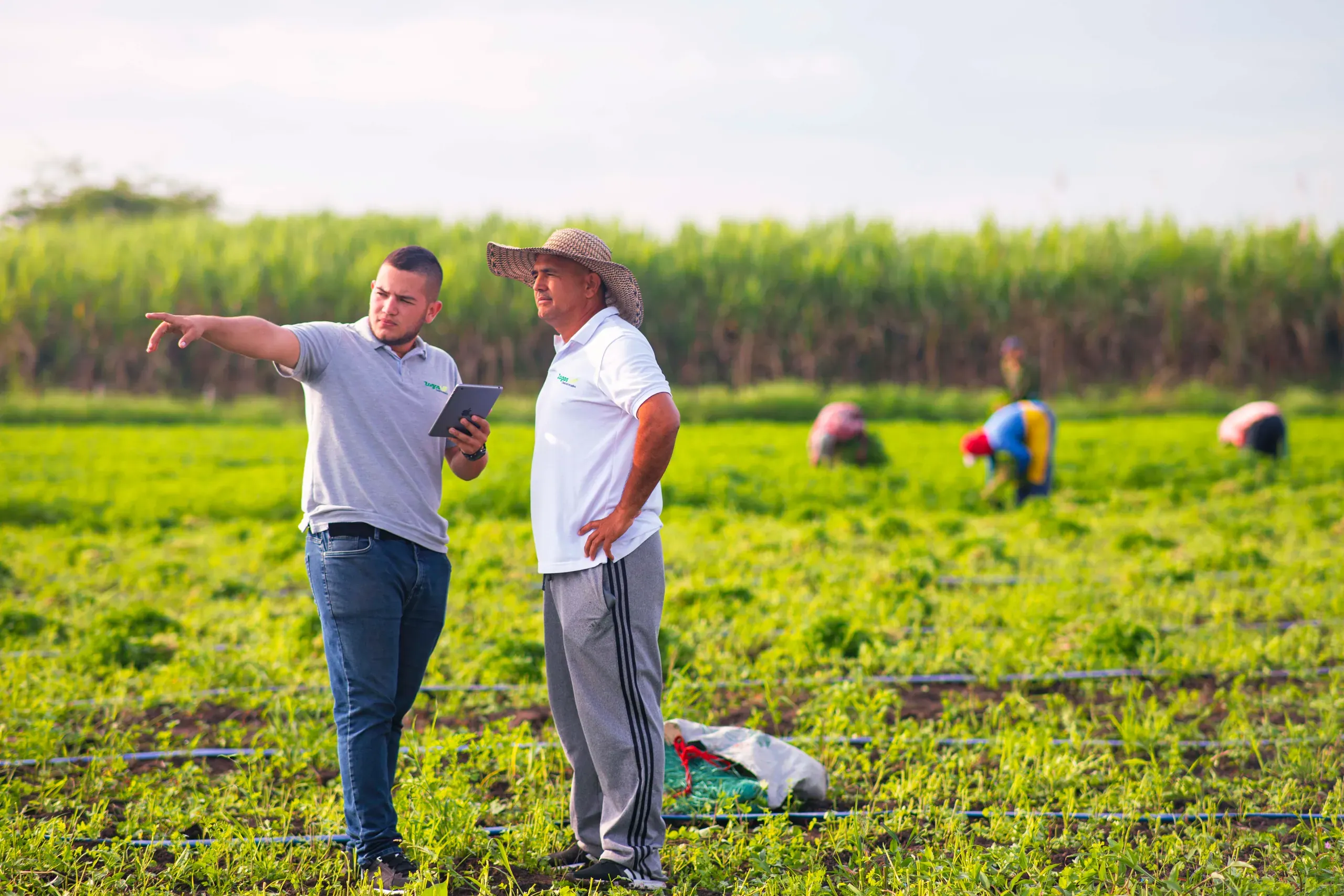 Agrónomo de ZAGOS con un productor en el cultivo