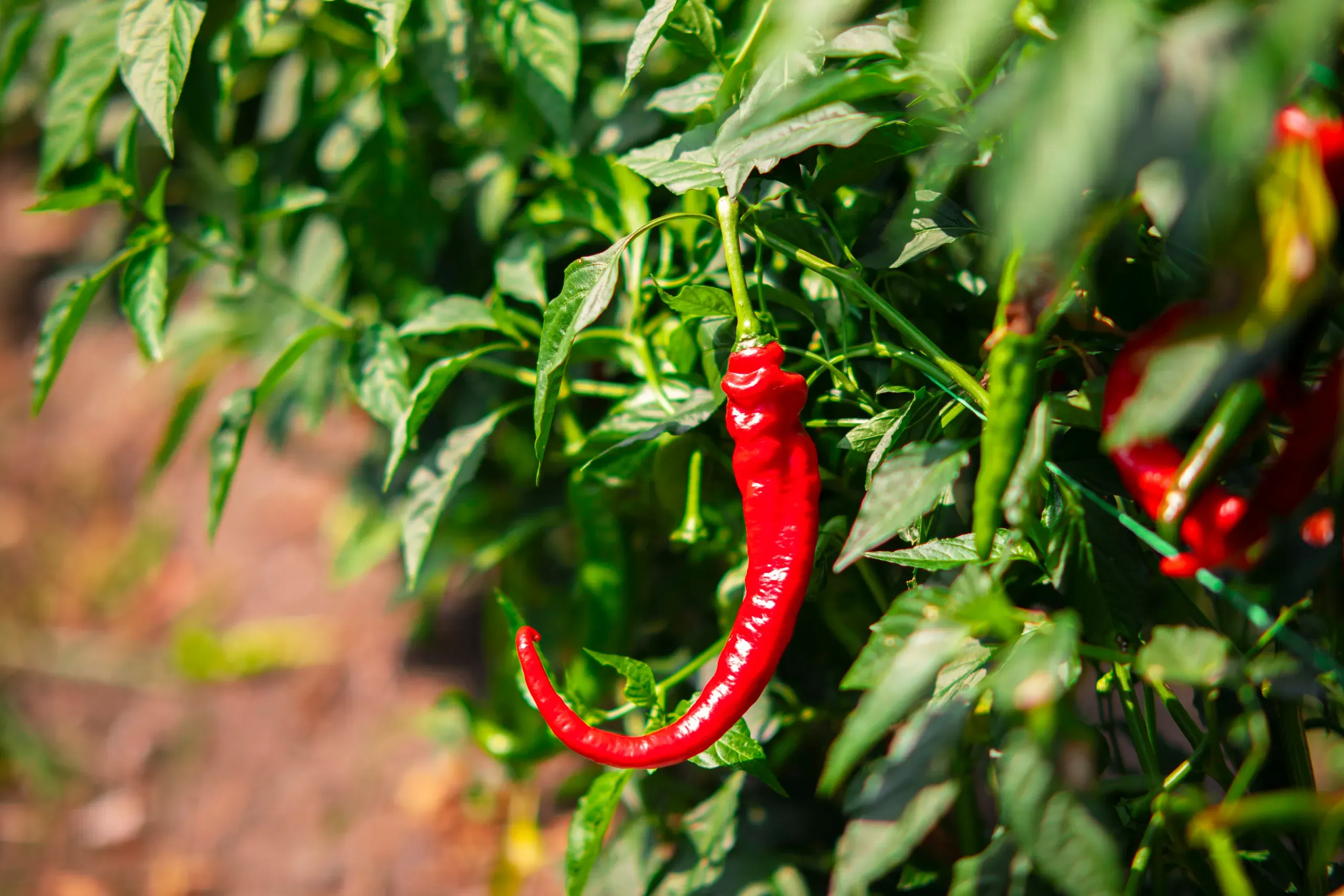 Habanero seleccionado por ZAGOS para uso industrial