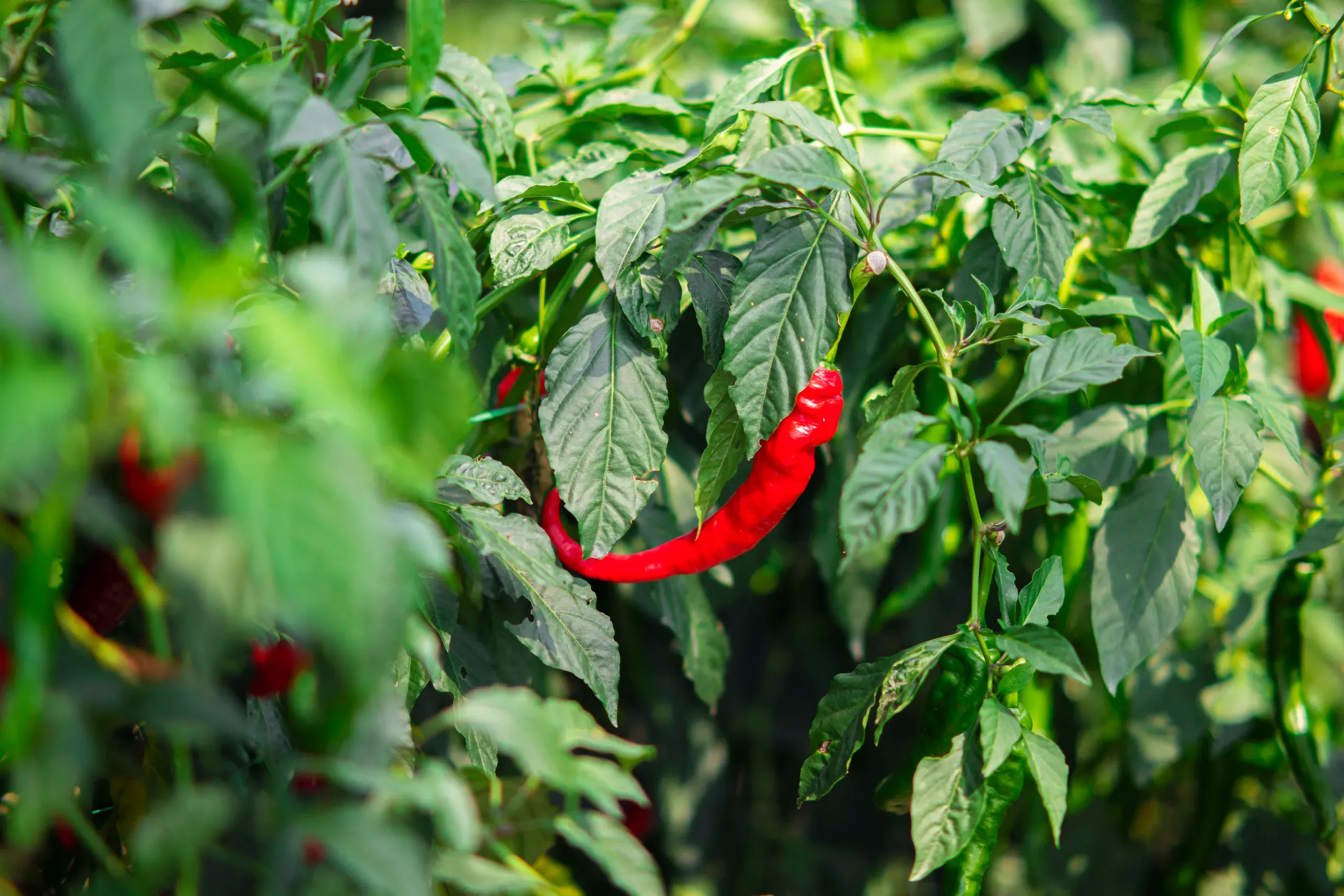 Ajíes rojos en el cultivo