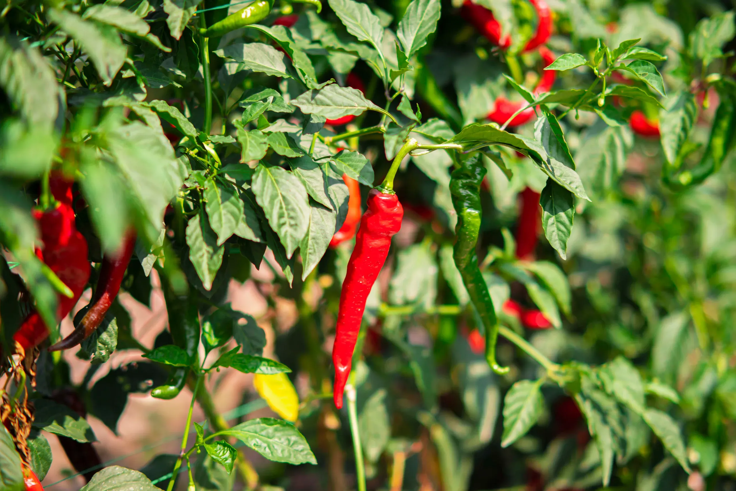 Ajíes tipo Tabasco en la planta