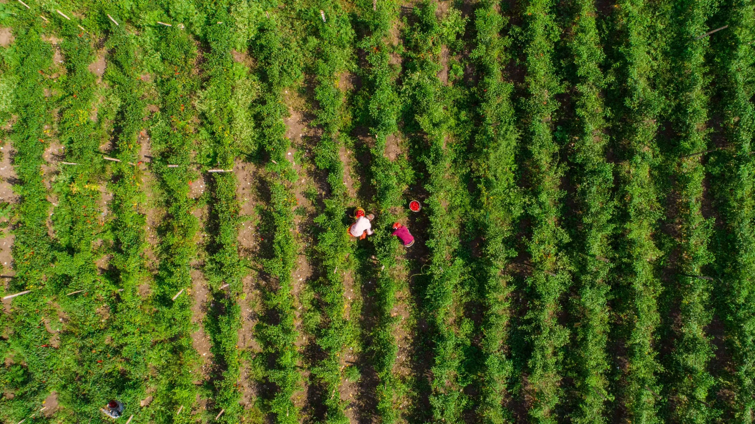 Vista aérea de cultivos de ZAGOS con trabajadores en cosecha
