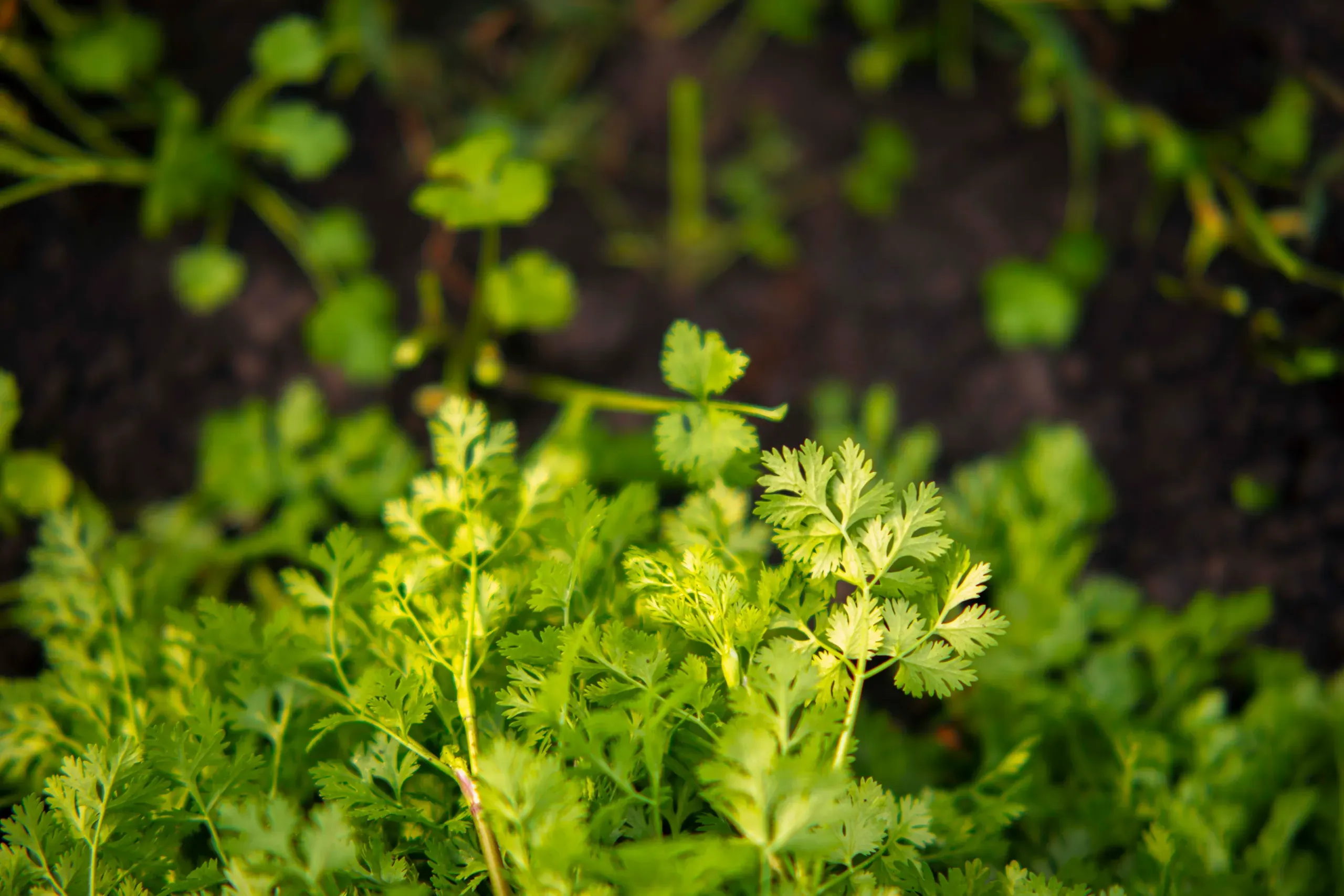 Cultivo de cilantro
