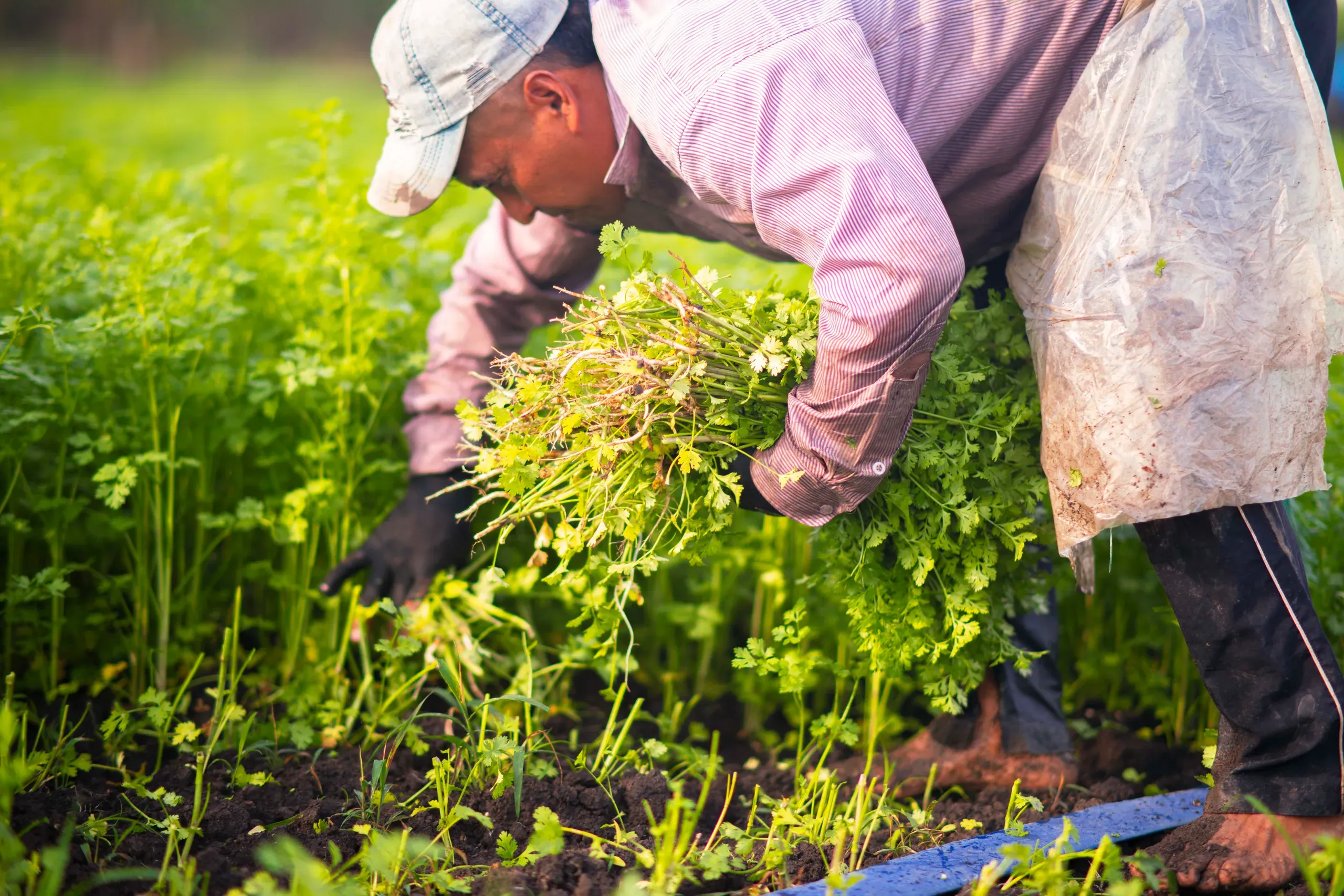 Cosecha manual de cilantro en campo